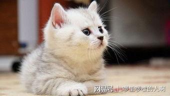 吃瓜娱乐绿茶猫,揭秘娱乐圈背后的秘密
