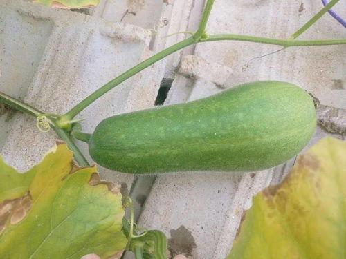 娱乐718吃瓜上不去了,揭秘吃瓜群众为何上不去的神秘面纱